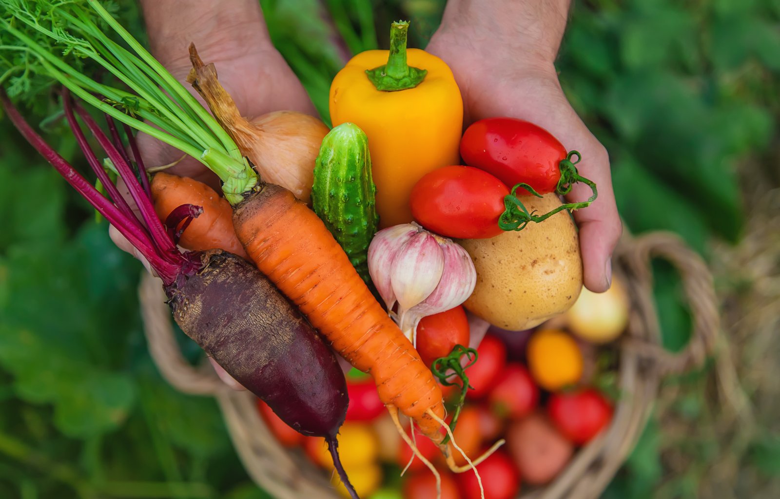 Harvesting fresh vegetables