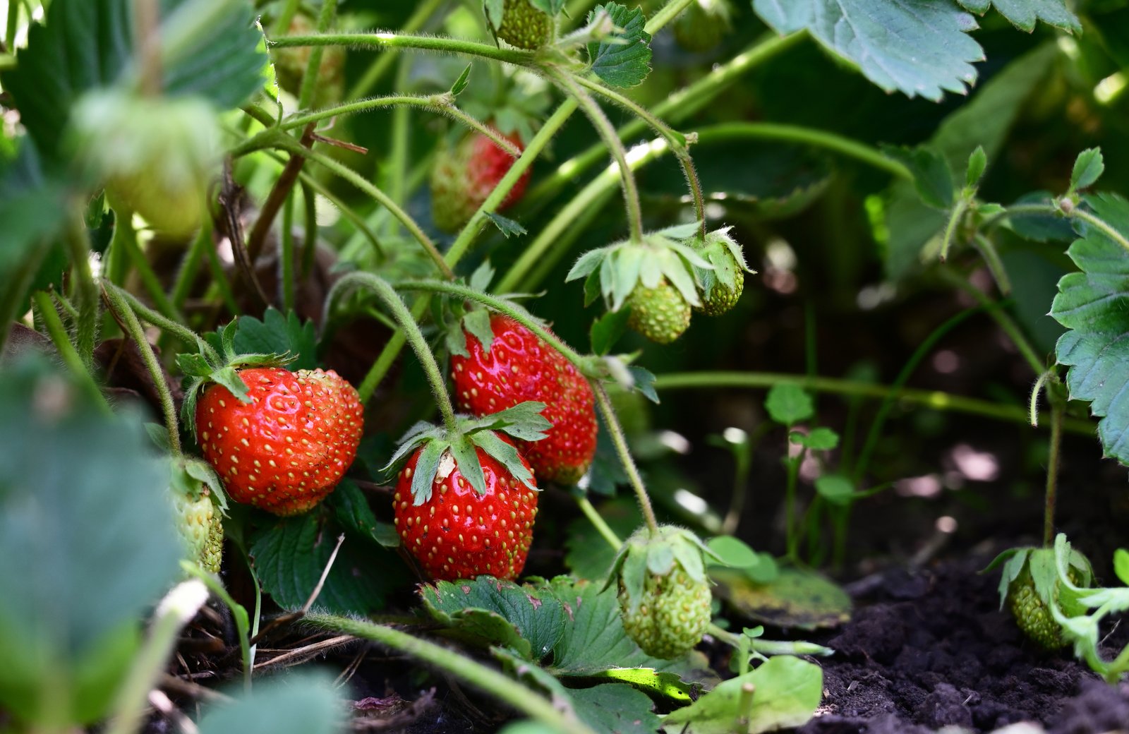 Fresh homegrown strawberries