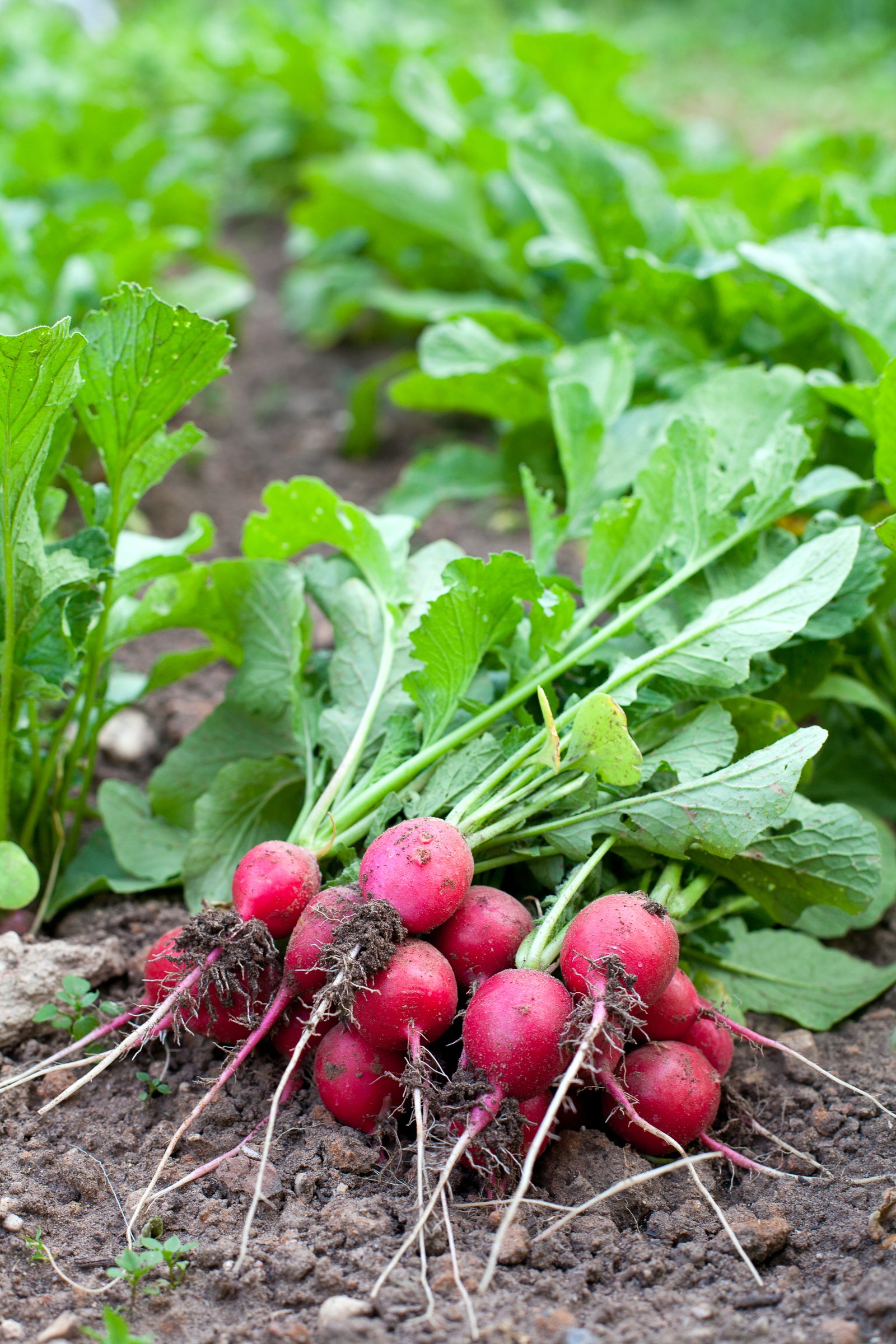 Fresh radishes from the garden