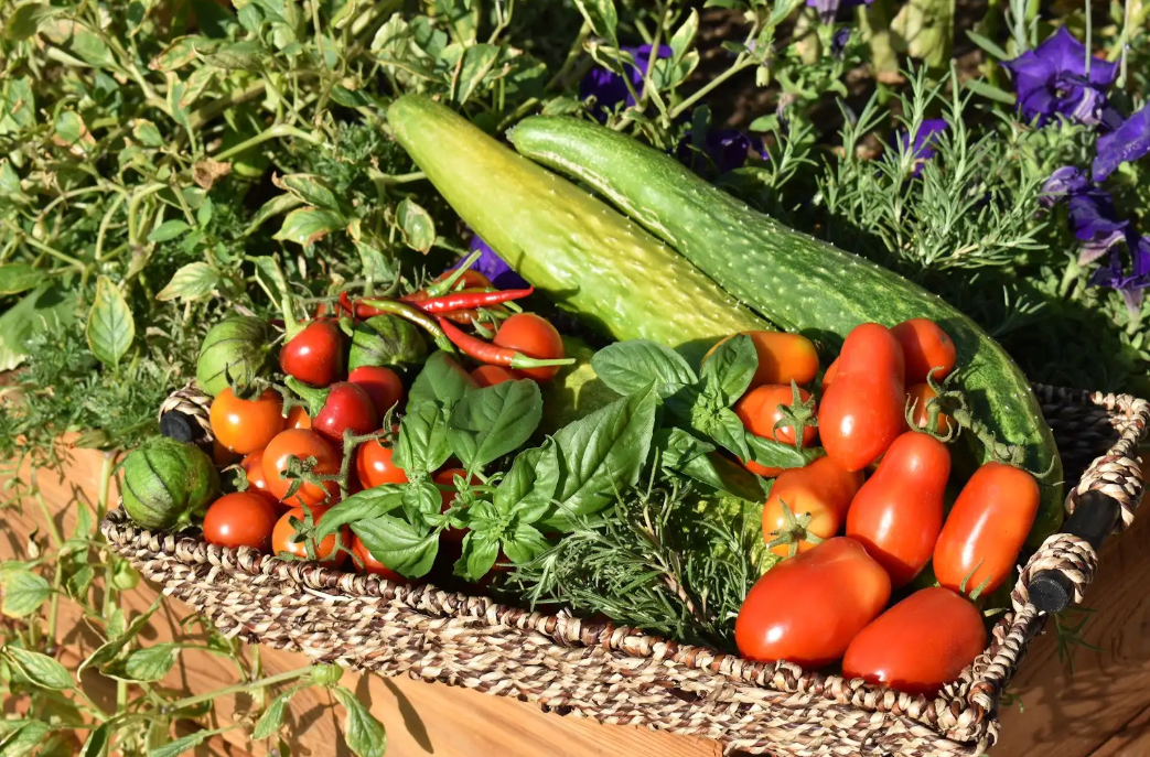 A woven harvest basket filled with fresh tomatoes, cucumbers, peppers, and herbs in a kitchen garden.